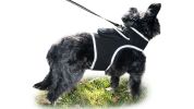 Resilient Collar Rechargeable GPS Dog Tracking Device for Playful Pet Labrador Size:XS