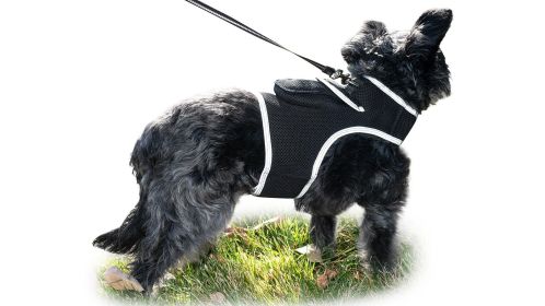 Resilient Collar Rechargeable GPS Dog Tracking Device for Playful Pet Labrador Size:XS