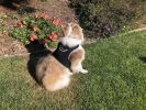 Resilient Collar Rechargeable GPS Dog Tracking Device for Playful Pet Labrador Size:XS