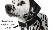 Resilient Collar Rechargeable GPS Dog Tracking Device for Playful Pet Labrador Size:XS