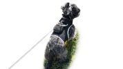 Resilient Collar Rechargeable GPS Dog Tracking Device for Playful Pet Labrador Size:XS