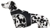 Resilient Collar Rechargeable GPS Dog Tracking Device for Playful Pet Labrador Size:XS