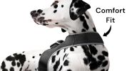 Resilient Collar Rechargeable GPS Dog Tracking Device for Playful Pet Labrador Size:XS
